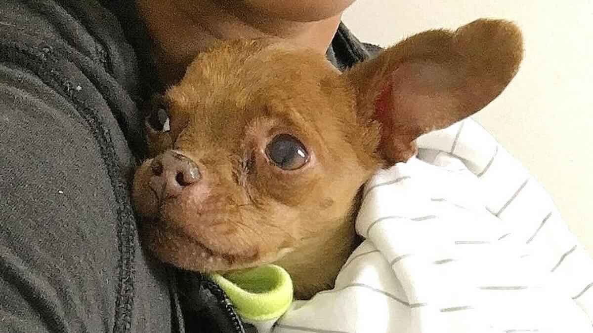Woman Saves Shelter Dog With Rare Terminal Condition To Give