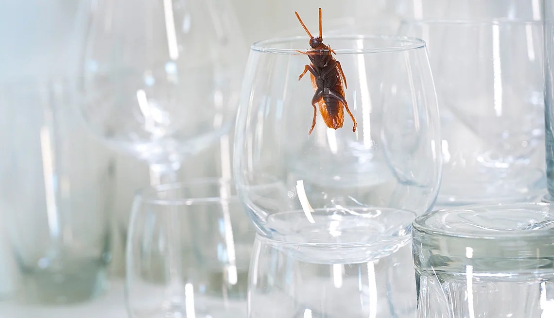 Which Insects Are Drawn To A Kitchen and How To Get Rid Of Them