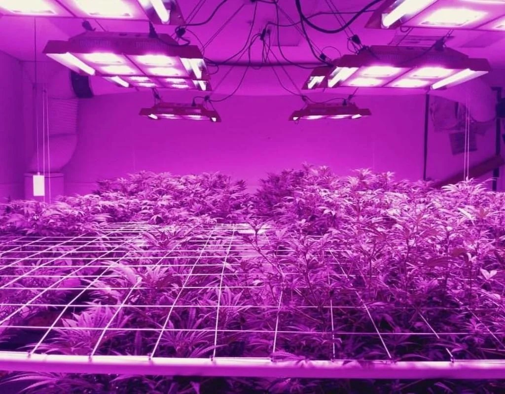 What are LED Grow Lights? » Residence Style