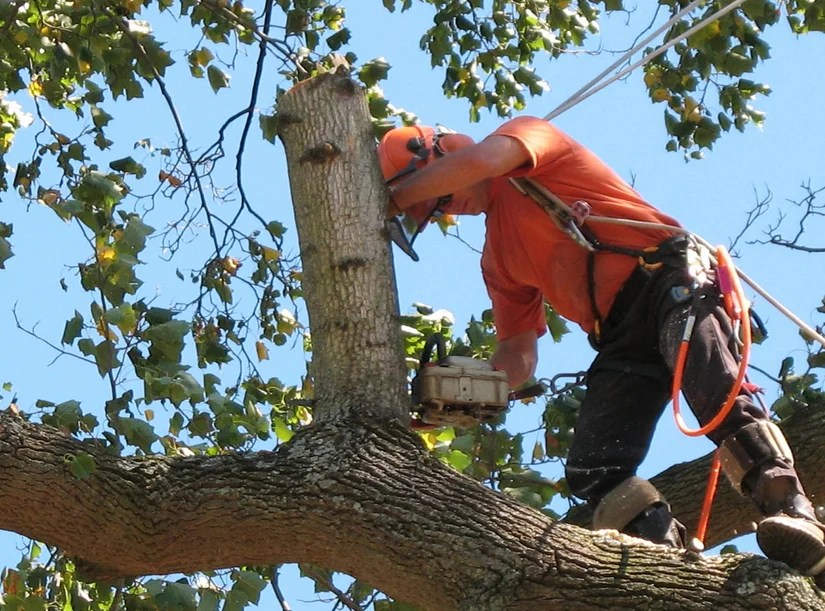Why You Need to Work with a Professional Tree Service » Residence Style