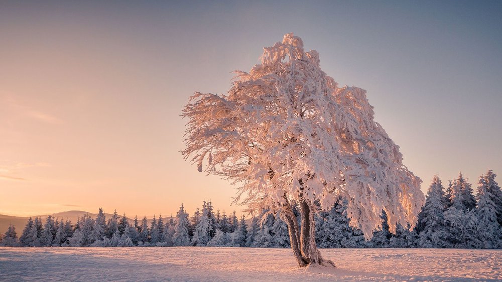 All you Need to Know about Winter Trees » Residence Style