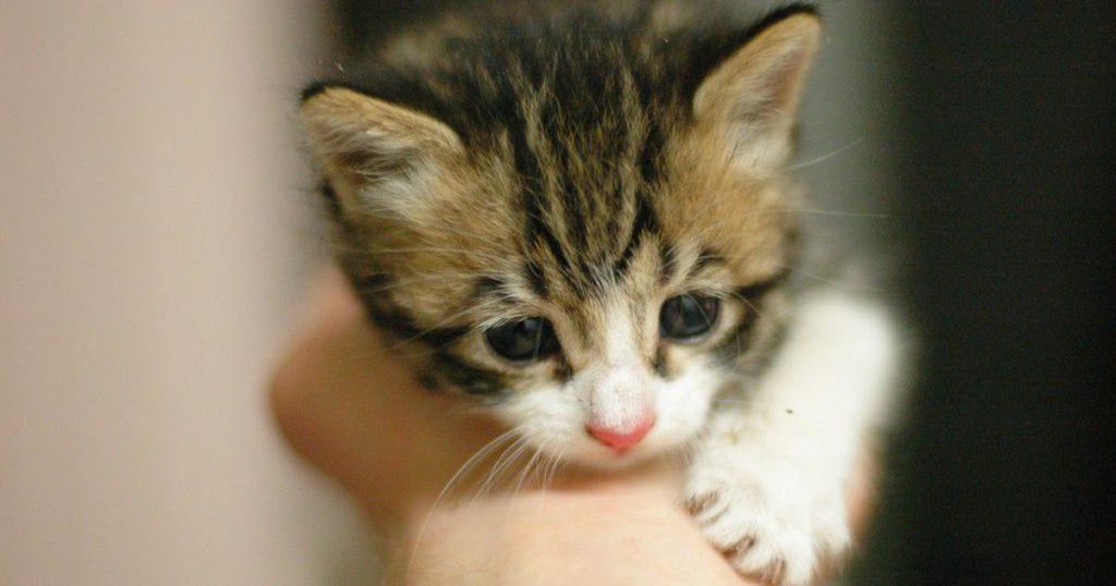 What To Expect When You Let Your Cat Outside for the First Time