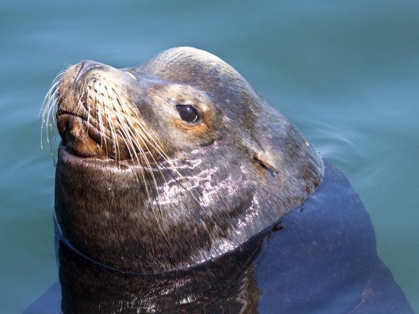 Canadian wildlife & Vancouver Island holiday. Helping Dreamers Do