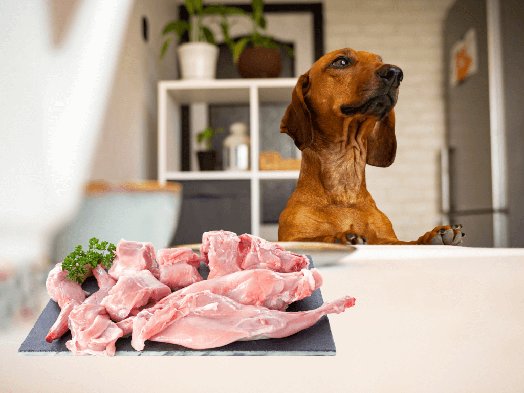 Can Dogs Eat Rabbit? Is Rabbit Safe For Dogs? Rested Paws