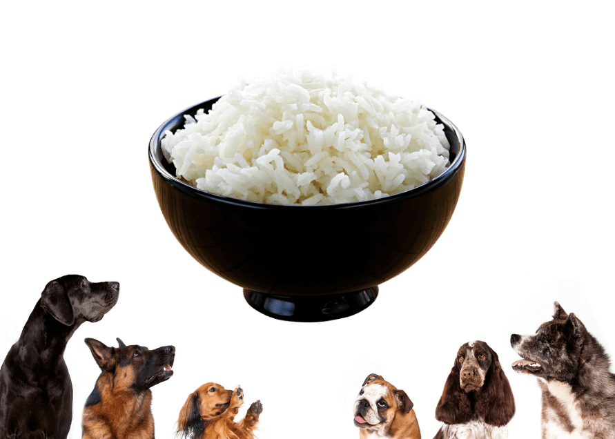 Can Dogs Eat Rice? Is Rice Safe For Dogs? Rested Paws
