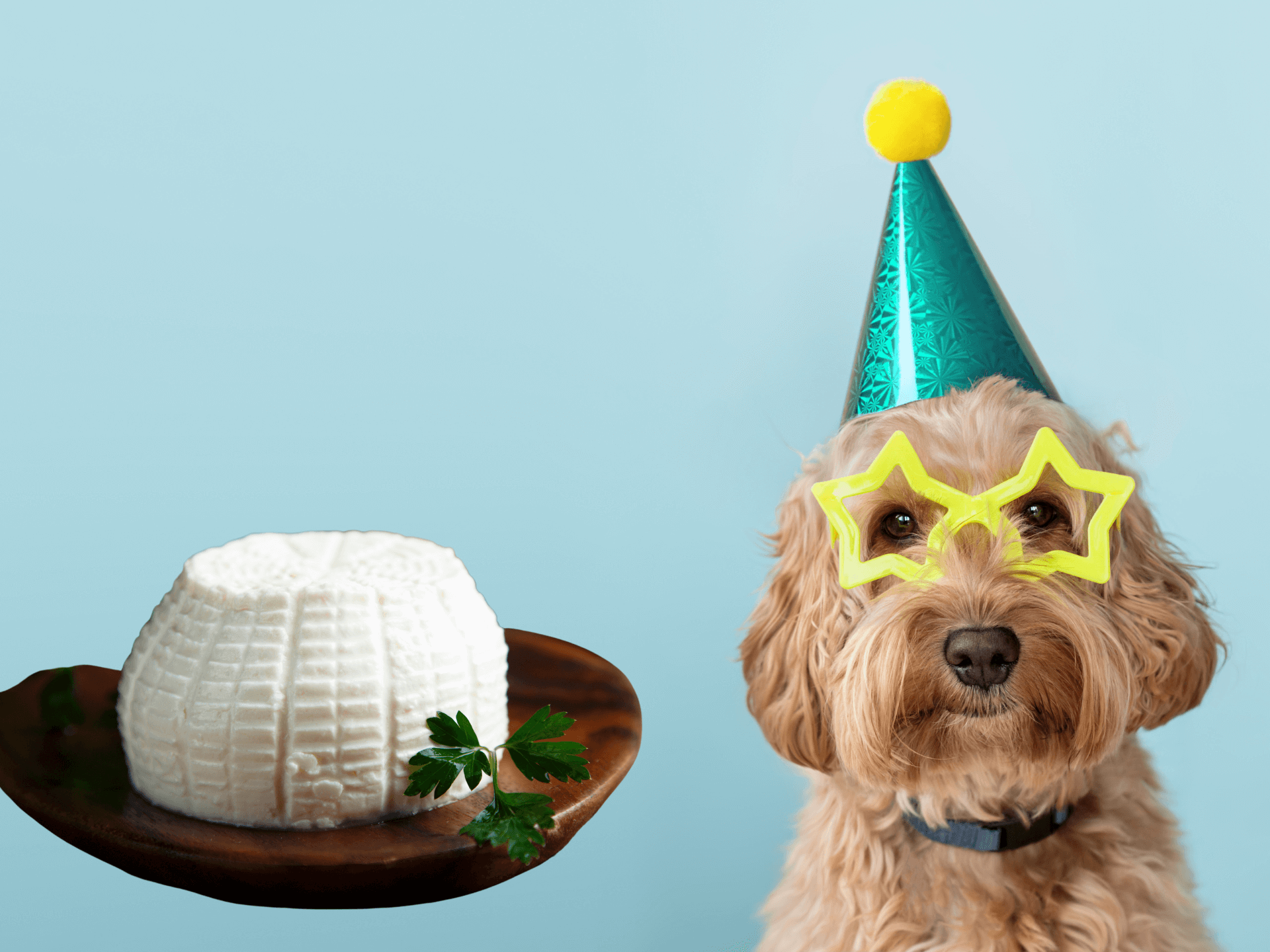Can Dogs Eat Ricotta Cheese? Is Ricotta Cheese Safe For Dogs? Rested Paws
