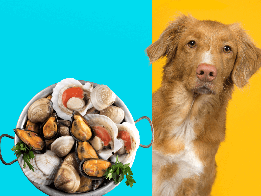 Can Dogs Eat Shellfish? Is Shellfish Safe For Dogs? Rested Paws