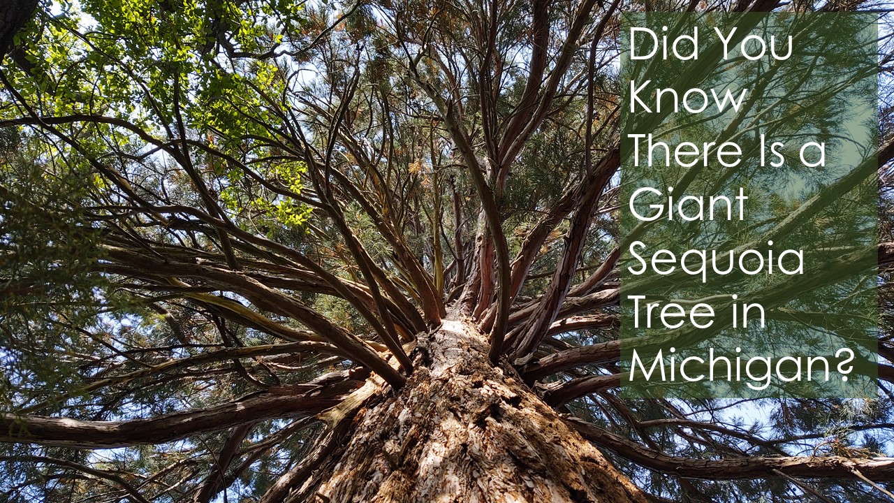 There are Sequoia Trees in Michigan? The Restless Viking