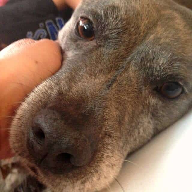 Homemade Dog Food Recipes (Low Protein) Restless Chipotle