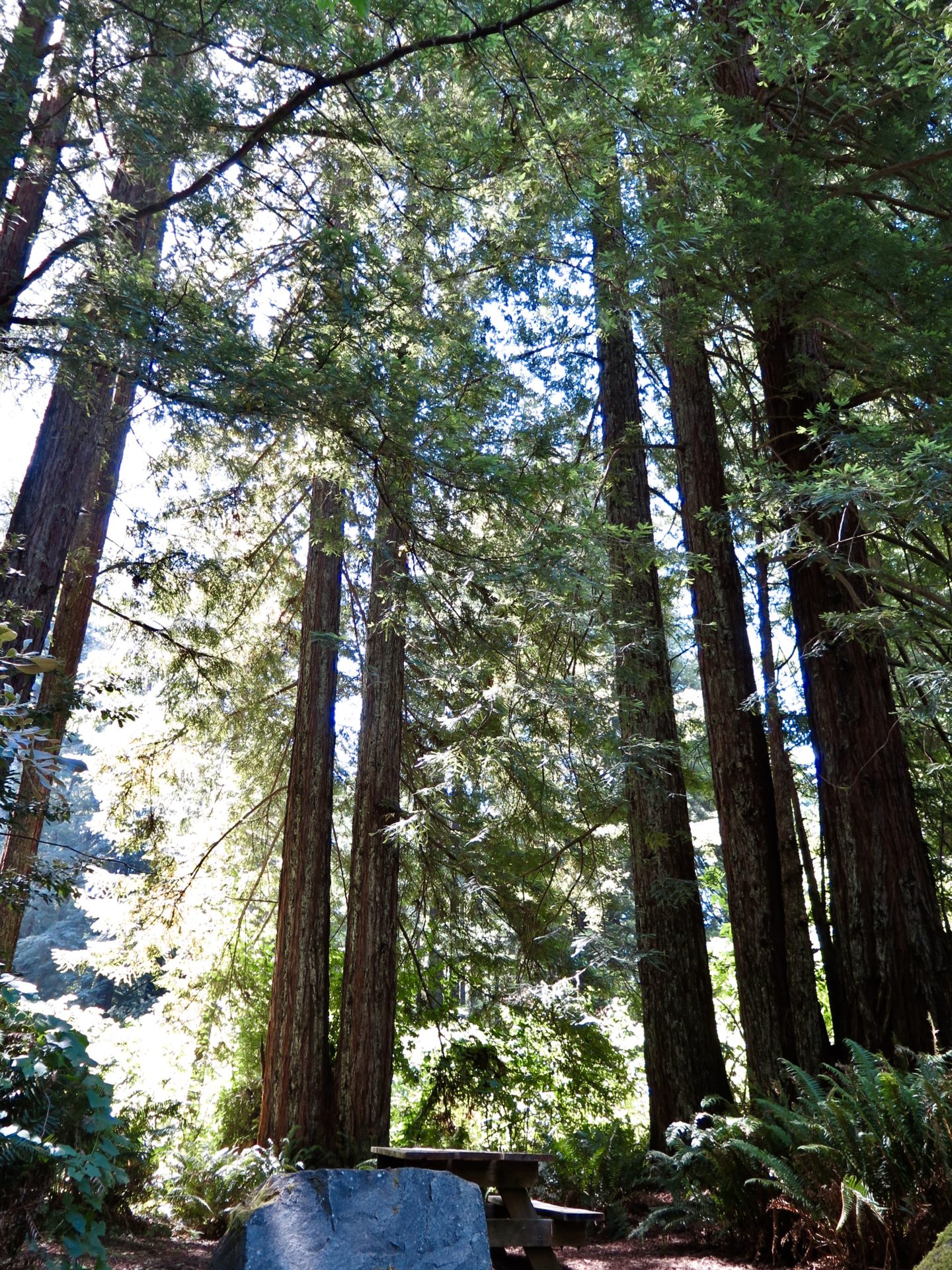 The Redwoods of California Restless Curiosity