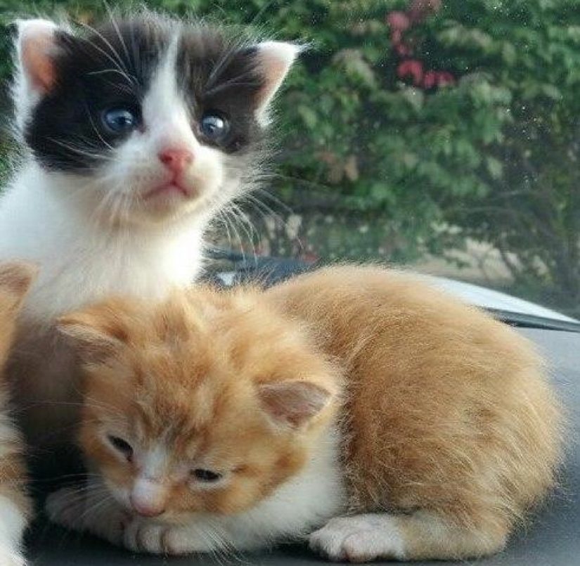 Reston Pets of the Week Salty Fig and Sweet Lemon Reston Now