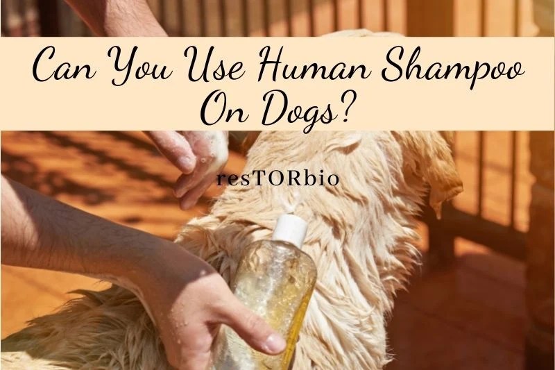 Can You Use Human Shampoo On Dogs? Restore Skin and Hair with Product