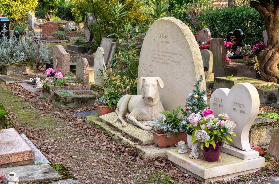 Preserving Memories A Comprehensive Guide to Choosing the Perfect Pet