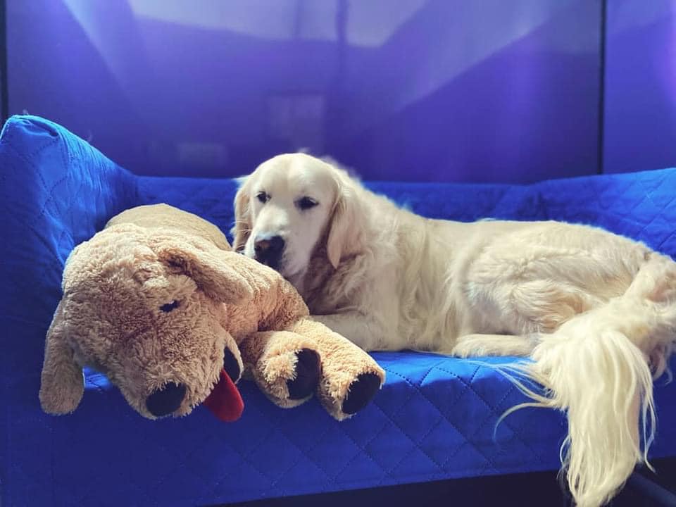 Fetch Pet Resort Gets Everyone’s Tails Wagging!