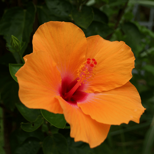 L'hibiscus orange