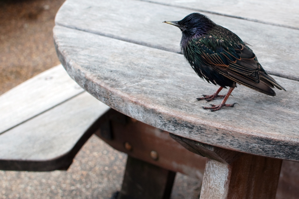 Les oiseaux de Hyde Park Londres