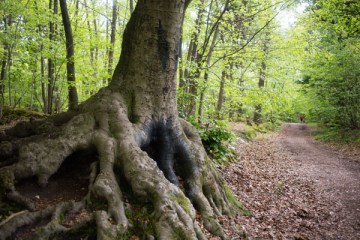 Forêt de Ville d'Avray