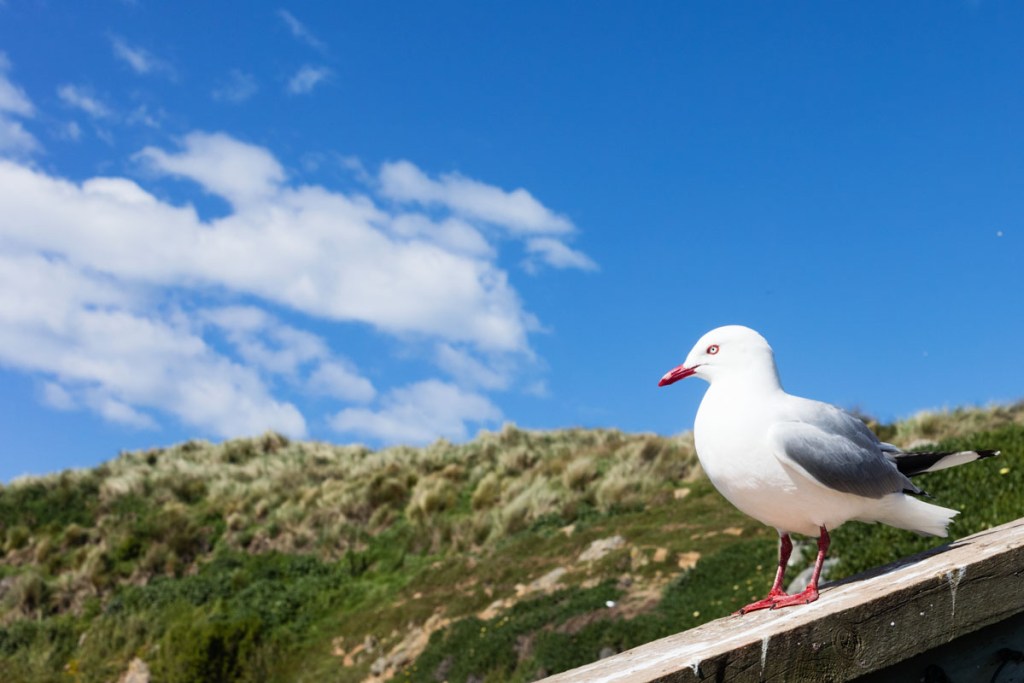 harrington point, dunedin