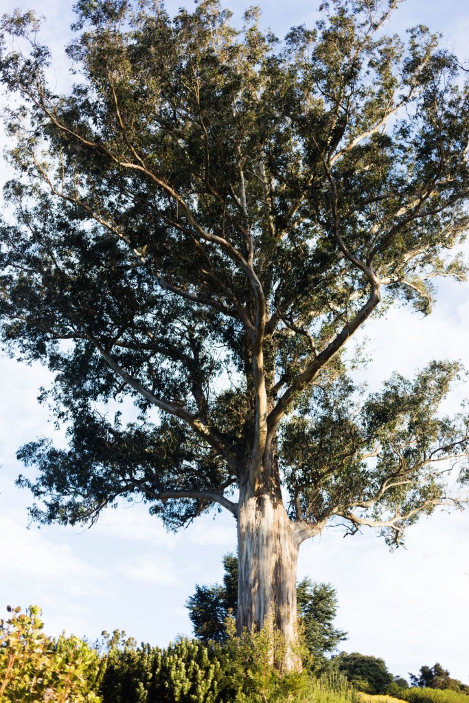 jardin botanique de Dunedin NZ