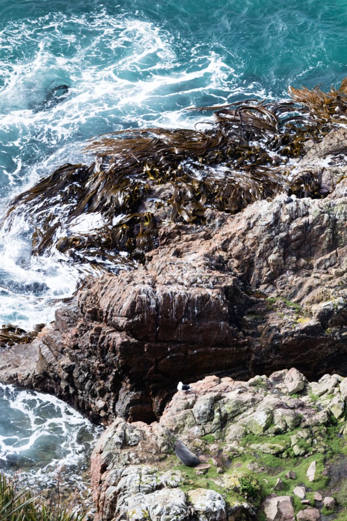 Nugget Point, Catlins NZ