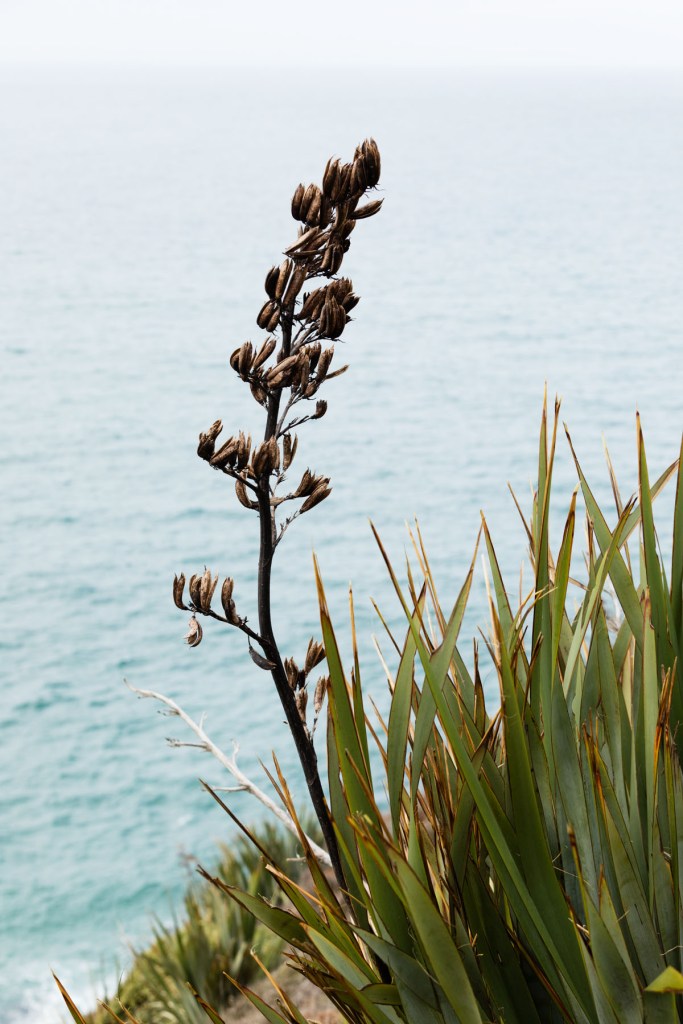 Nugget Point, Catlins NZ