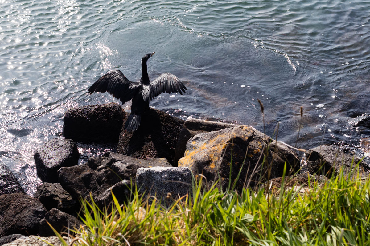 Halfmoon Bay, Stewart Island