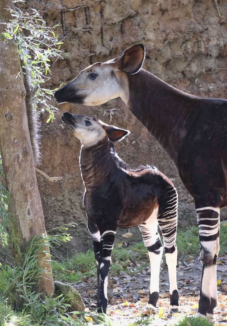 Baby okapi goes on display at Los Angeles Zoo Las Vegas ReviewJournal
