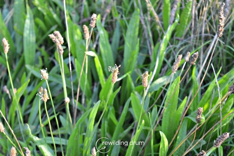 The Superfood Plantain. Immune-System Strengthener, Antioxidant And Free! - Rewilding Drum