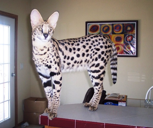 Rexano exotic big cat feline gallery pet African serval
