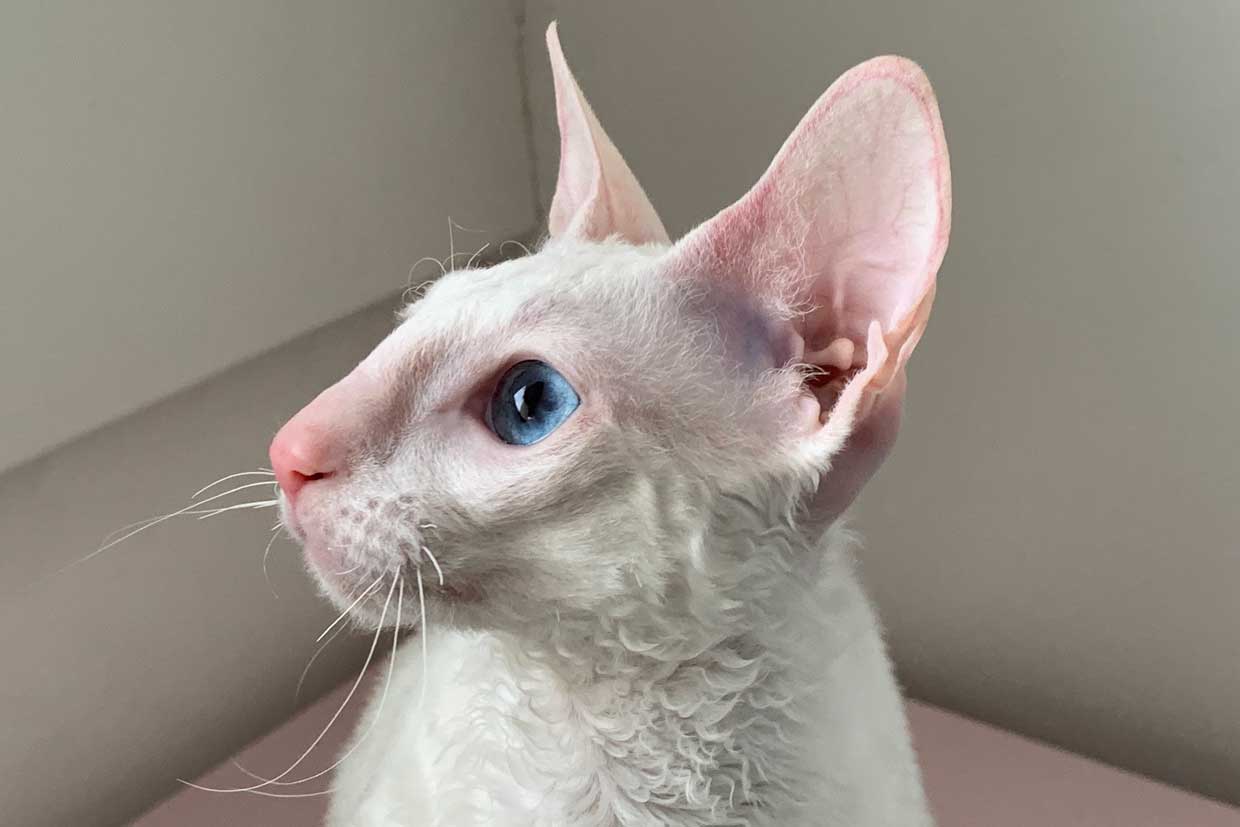 Welkom in Cornish Rexenland! Cattery Rex Flower's