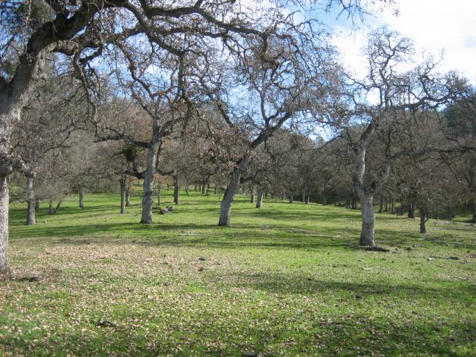 290 Acre Estate Ranch, Lake Don Pedro California