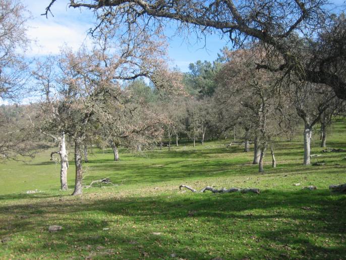 290 Acre Estate Ranch, Lake Don Pedro California