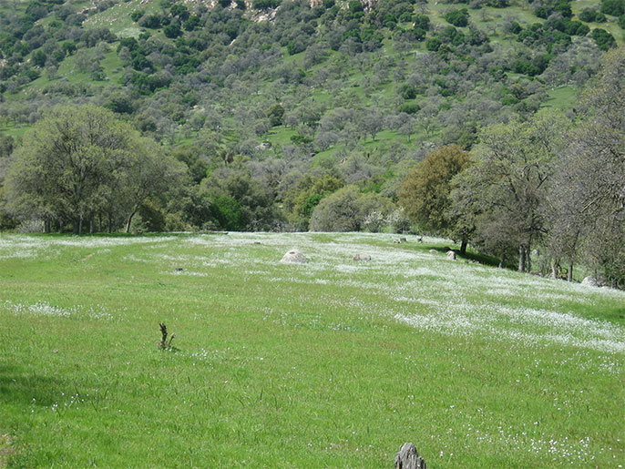 Ranches for sale. 191 Acre High Sierra Ranch in Springville near the