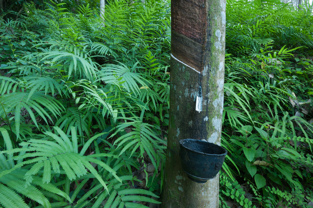 How Do You Extract Rubber From A Rubber Tree