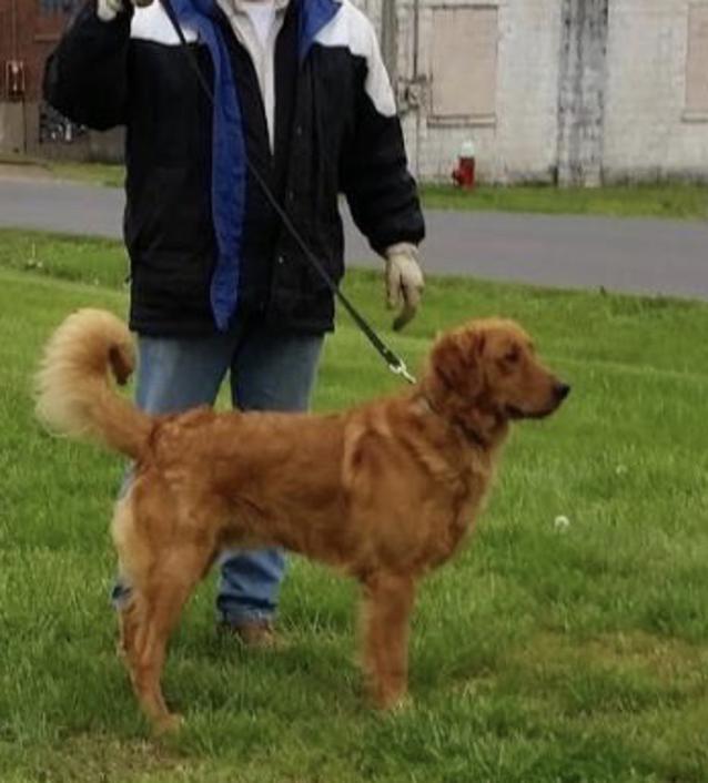 Field Golden Retriever Puppies Texas Field Bred Golden Retrievers