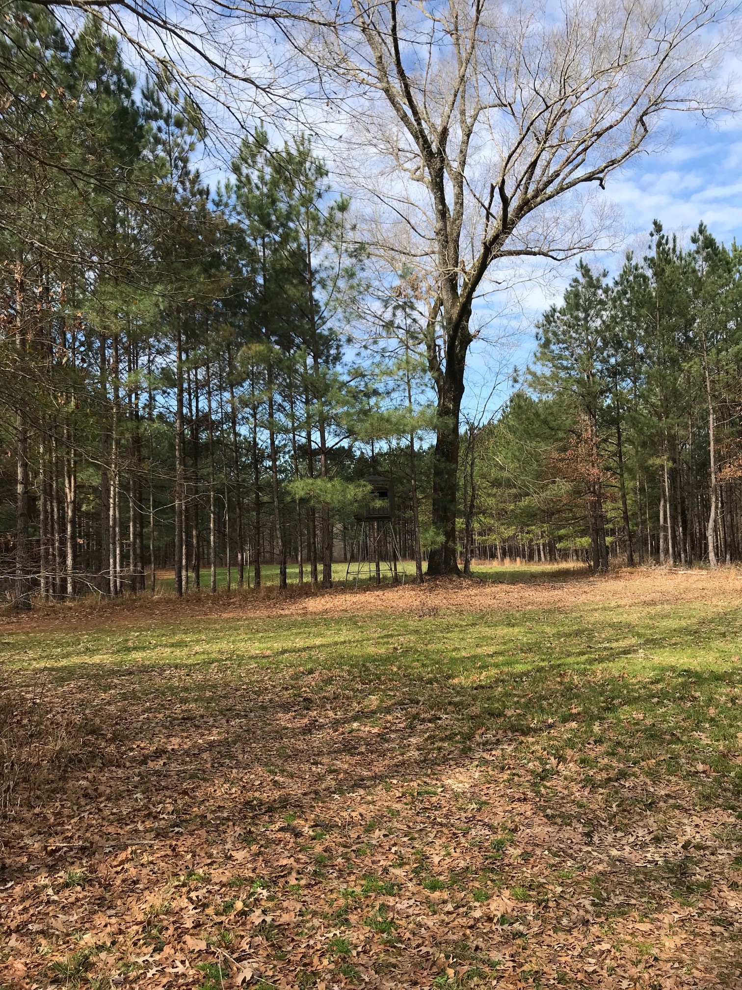 MS019 Jefferson County, MS 320 acres +/ Rice Realty Group Inc