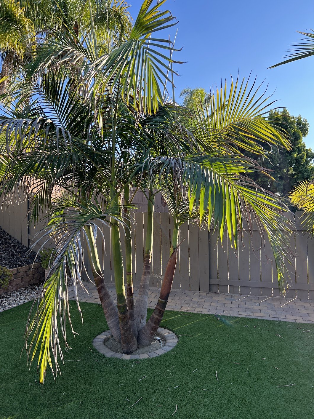 Why did my green King Palm tree fall? DISCUSSING PALM TREES WORLDWIDE
