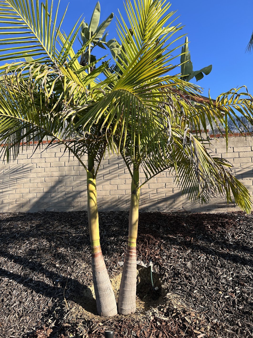 Why did my green King Palm tree fall? DISCUSSING PALM TREES WORLDWIDE