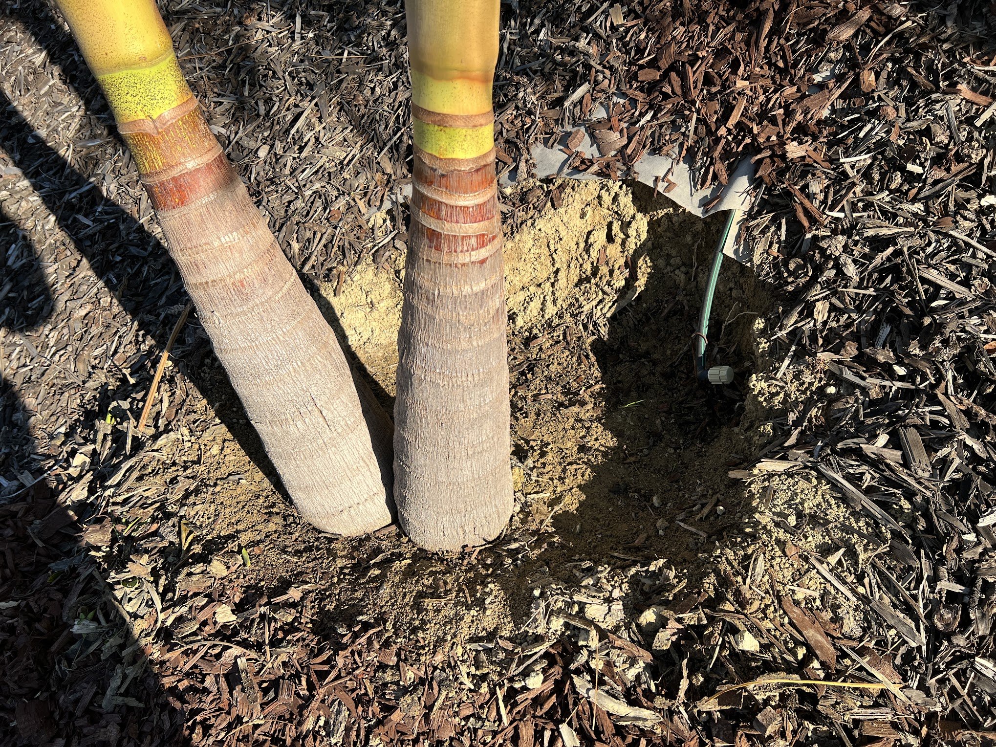 Why did my green King Palm tree fall? DISCUSSING PALM TREES WORLDWIDE