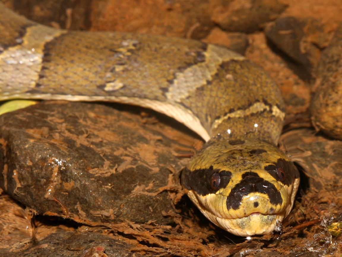 snake wallpaper