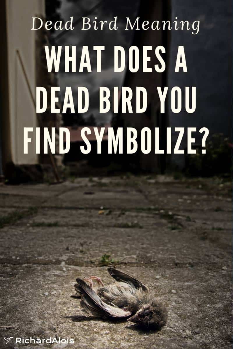 Dead Bird Meaning Omen, Immortality, Departed Soul Or No