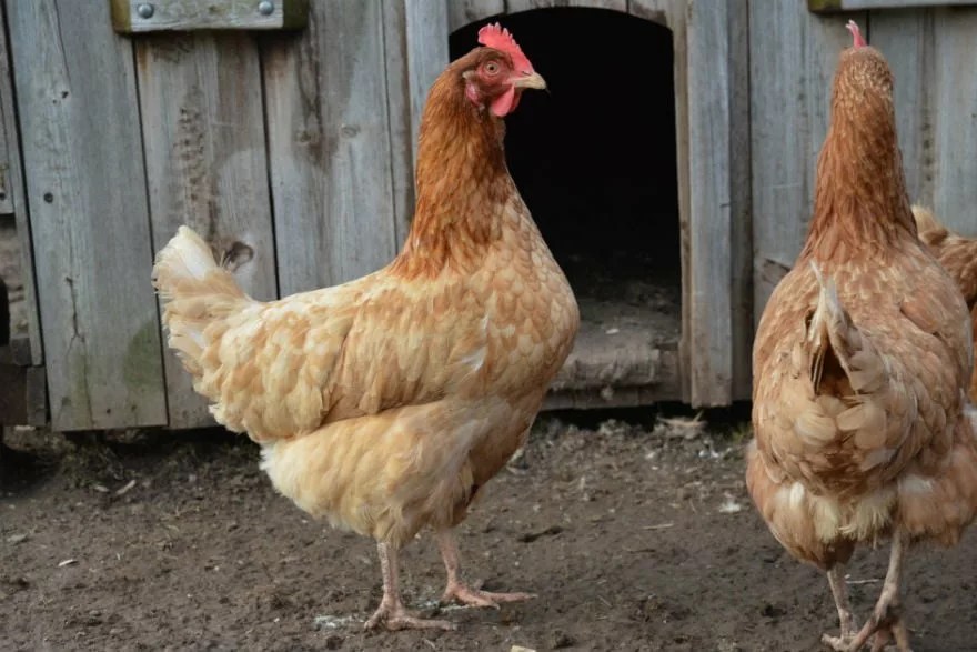 Keeping chickens in the garden Richard Jackson Garden