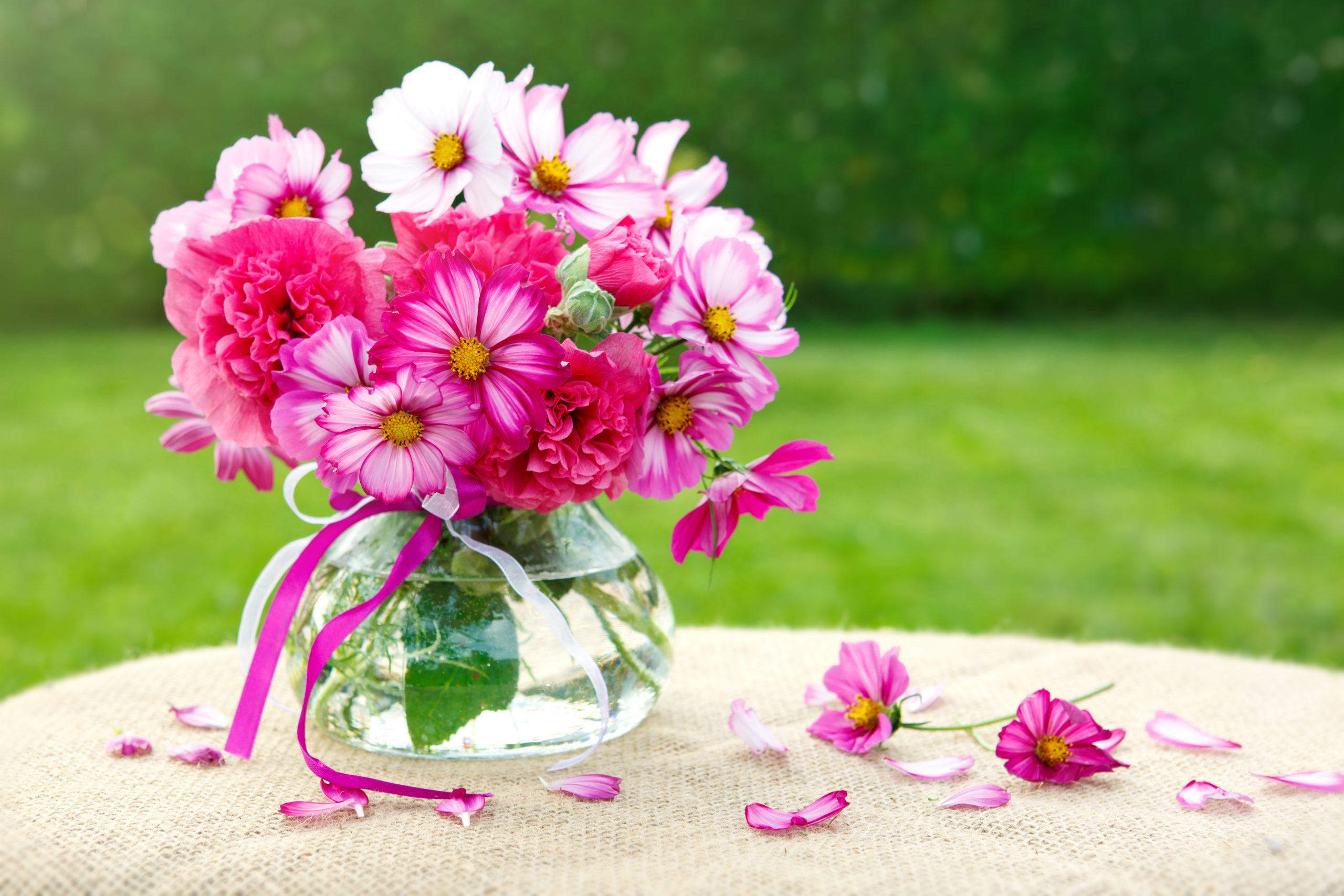 Growing cosmos for cut flowers Richard Jackson Garden