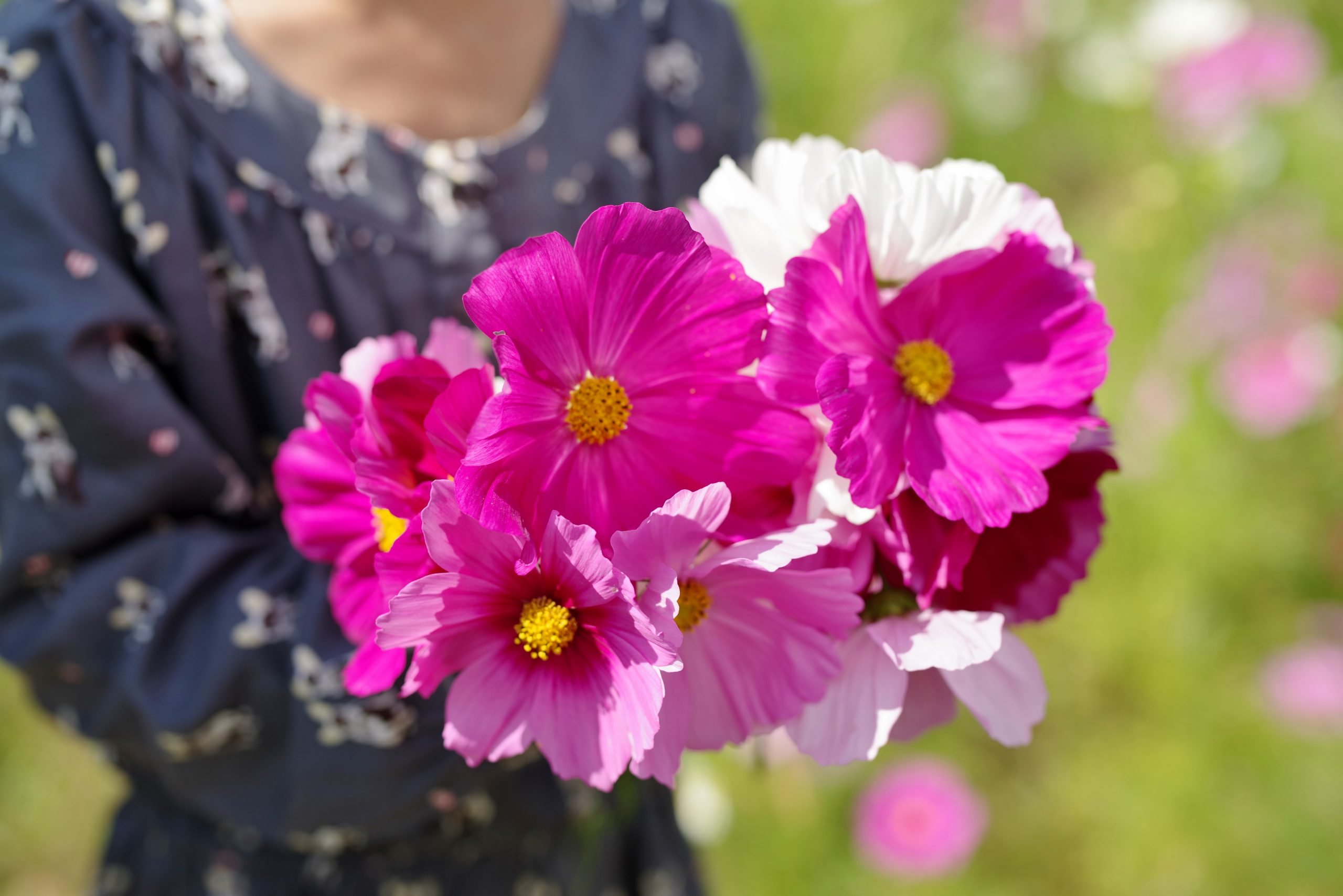 Growing cosmos for cut flowers Richard Jackson Garden