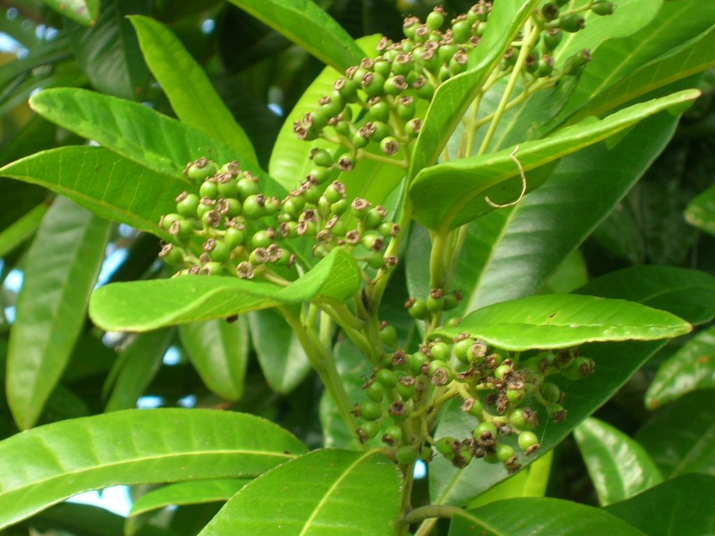 Allspice (Pimenta dioica) and Bay Rum (Pimenta racemosa) Richard