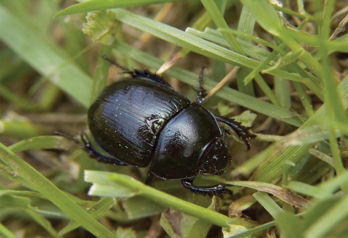 Problem Solver Lawn Beetle Richgro