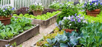 Creating A Raised Vegetable Garden Richgro