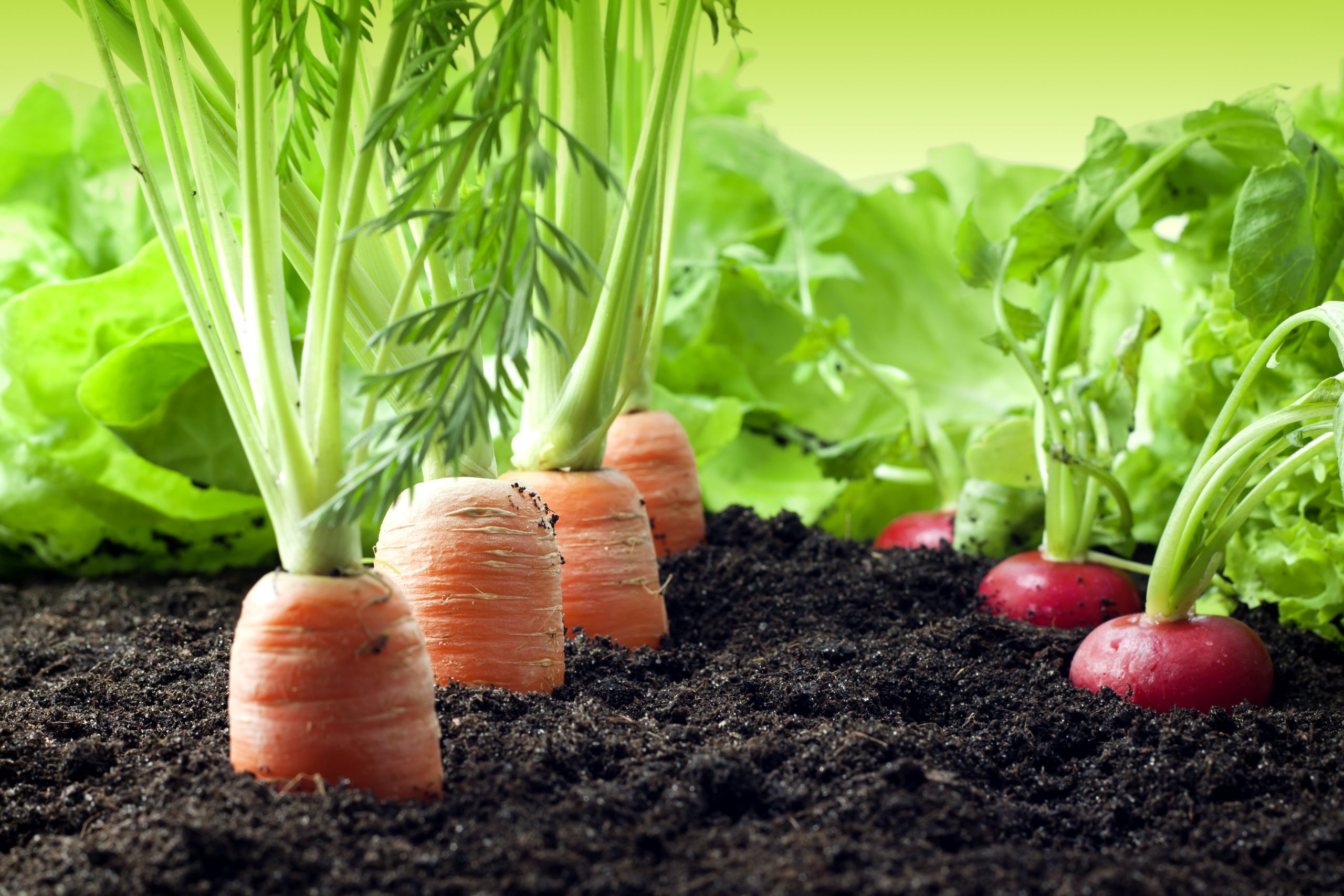 Creating A Raised Vegetable Garden Richgro