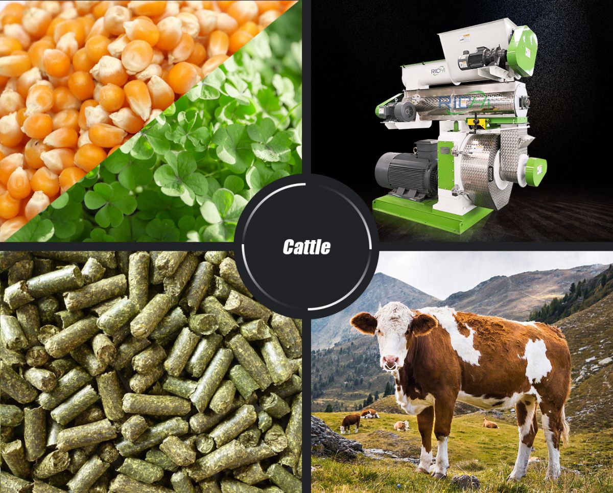 How Much Does 520 T/H Cattle Feed Manufacturing Plant Cost?