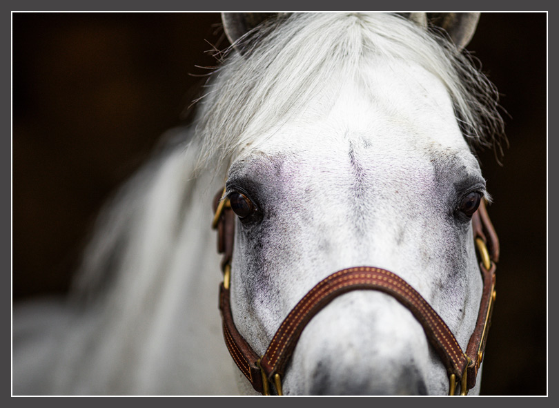 Richland Ranch, home of Zippos Mr Good Bar, Coats N Tails, An Awesome